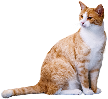 Orangeand White Cat Black Background PNG Image