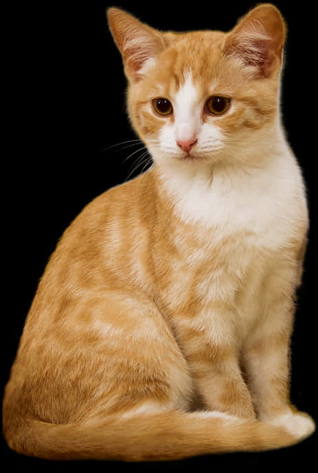 Orangeand White Kitten Portrait PNG Image