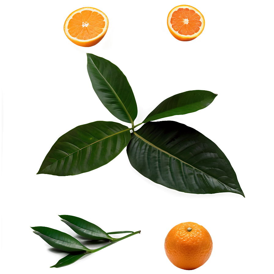 Oranges And Leaves Png Cas78 PNG Image