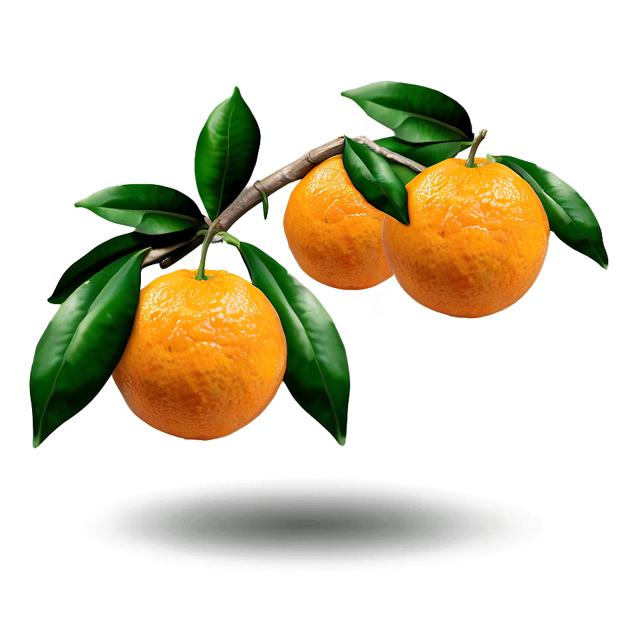 Oranges On Branch Png 10 PNG Image