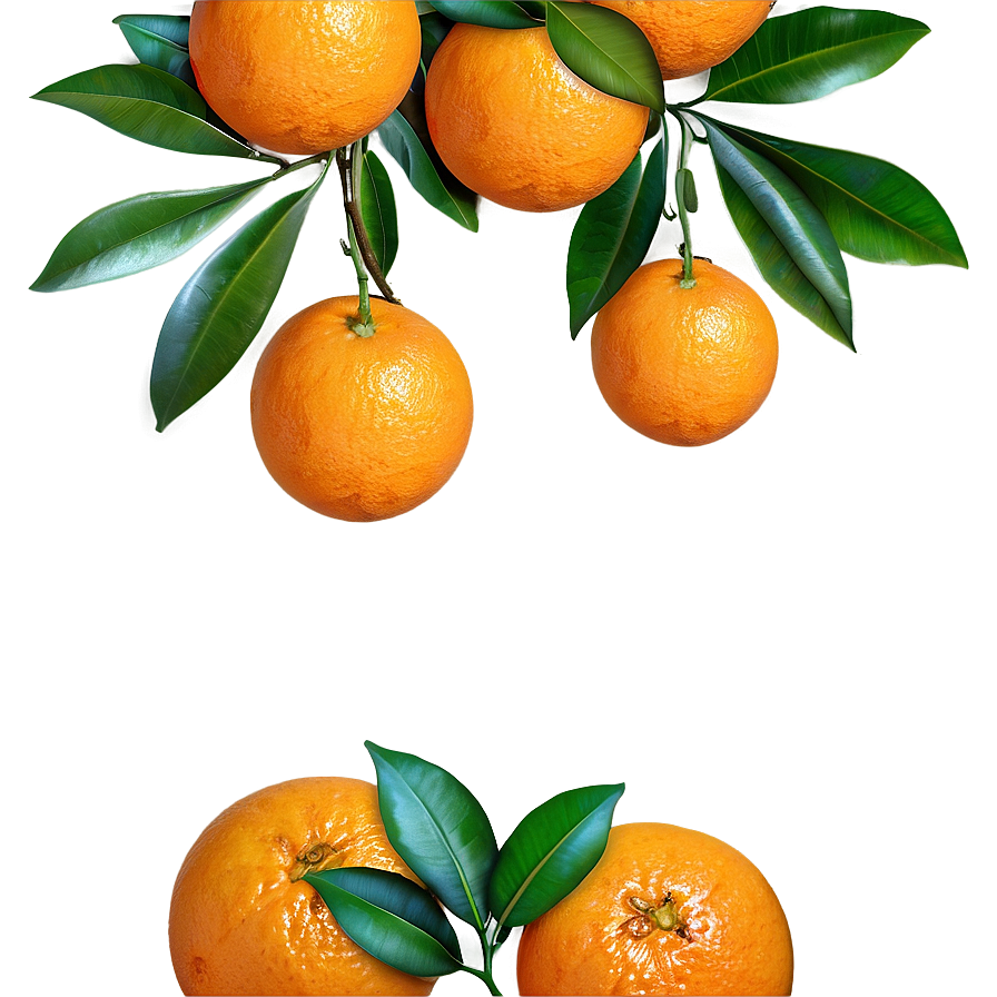 Oranges On Branch Png Ksk27 PNG Image