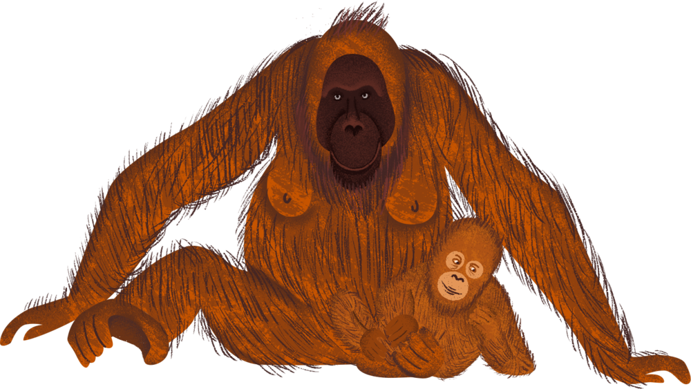 Orangutan Motherand Baby PNG Image