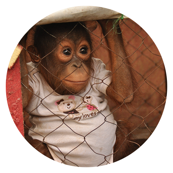 Orangutan Peeking Through Fence PNG Image