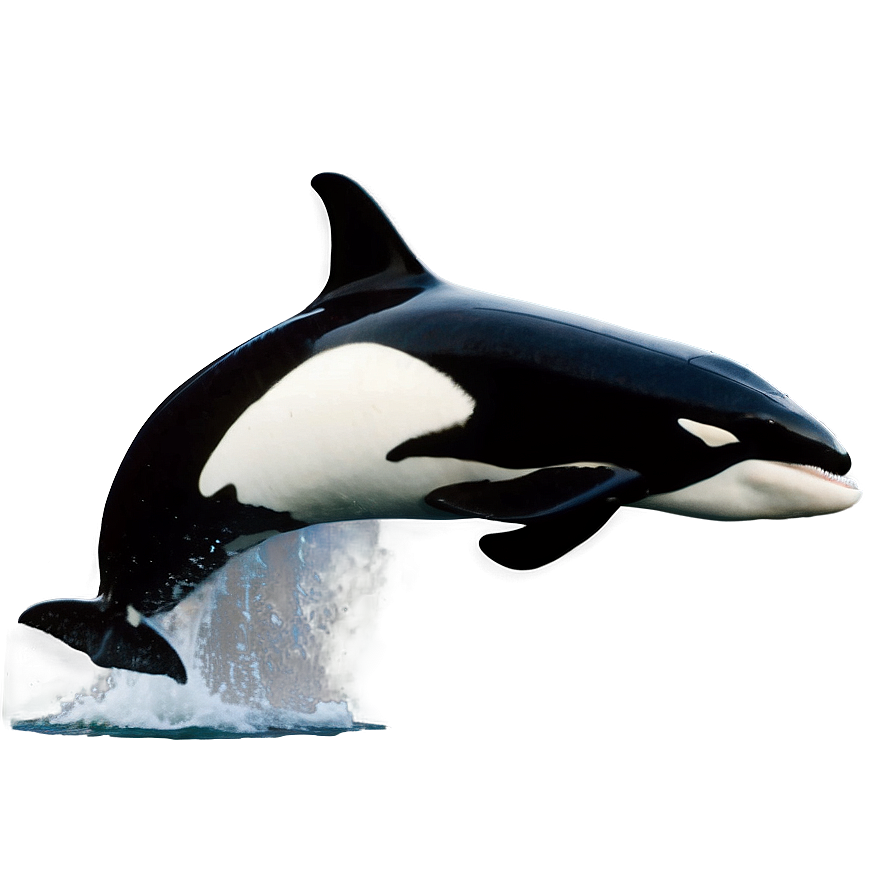 Orca Breaching Png Iis19 PNG Image