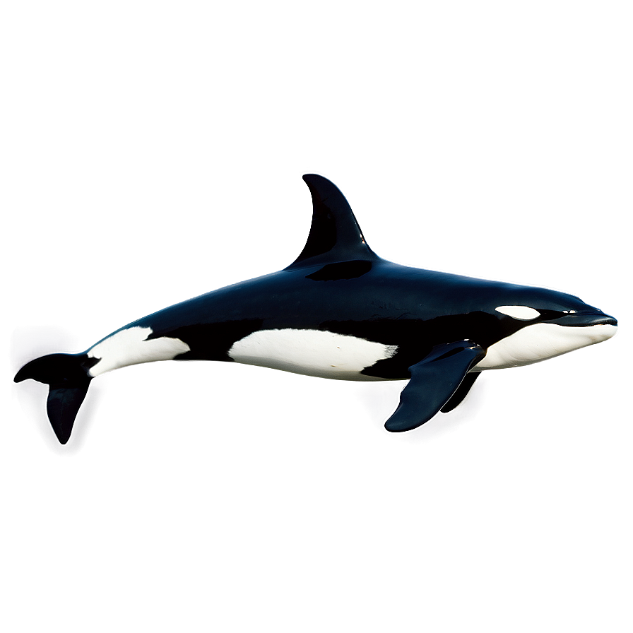 Orca Duo Png Xpk56 PNG Image