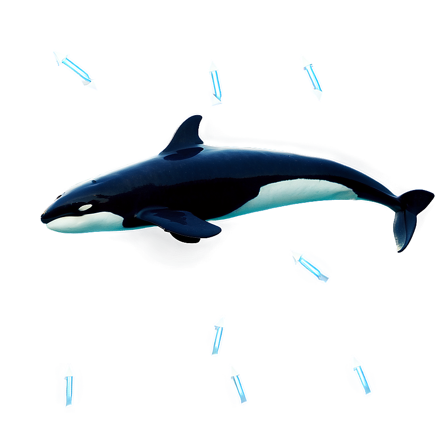 Orca Hunting Png Ycc16 PNG Image