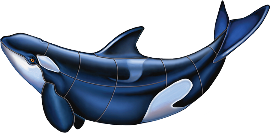 Orca_ Illustration_ Vector_ Artwork PNG Image