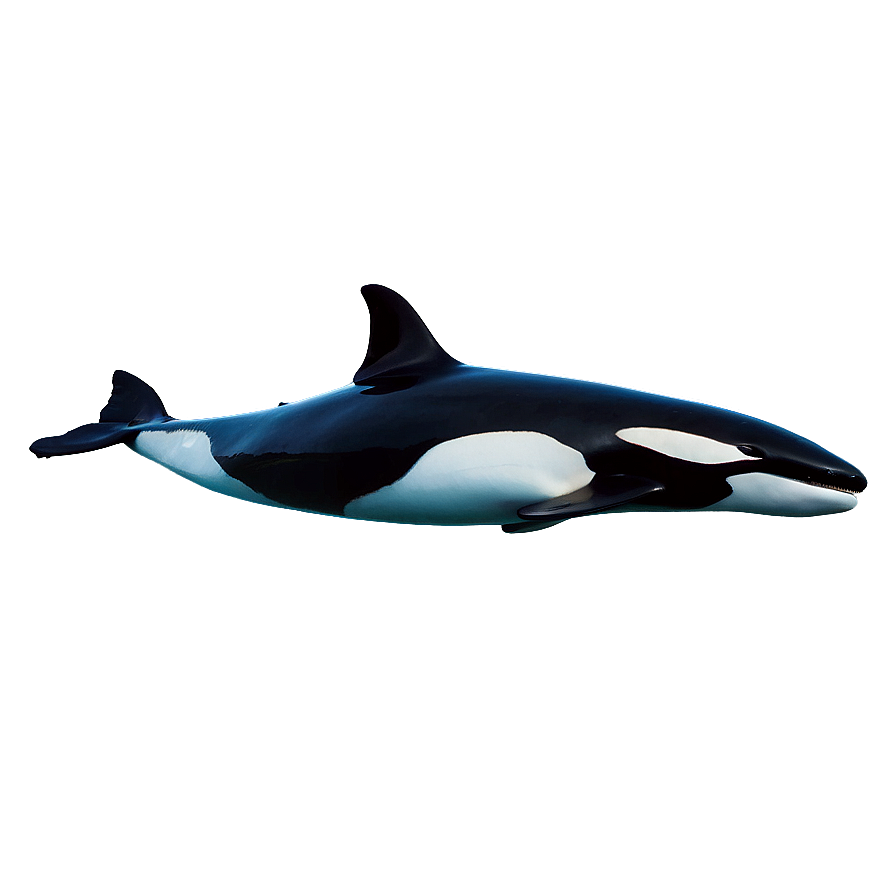 Orca In Crystal Waters Png 49 PNG Image