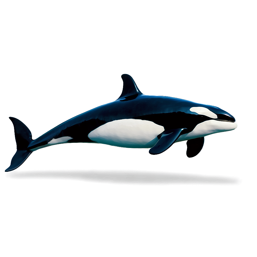 Orca In Sea Png Abh13 PNG Image