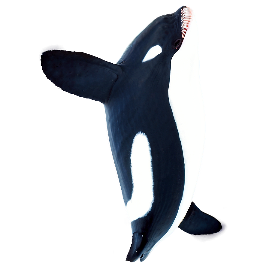 Orca In Sunset Png 97 PNG Image