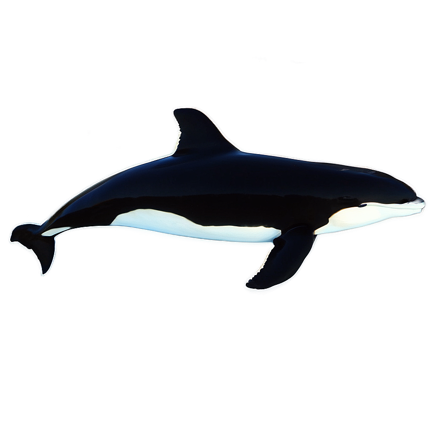 Orca In Sunset Png Pbq11 PNG Image