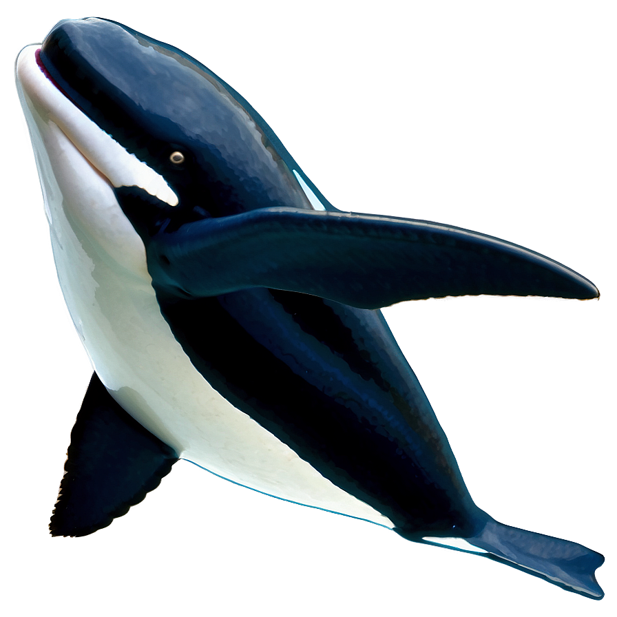 Orca Migration Png 58 PNG Image