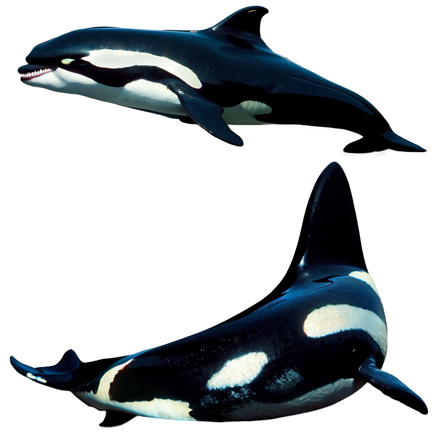 Orca Pod Png 05242024 PNG Image