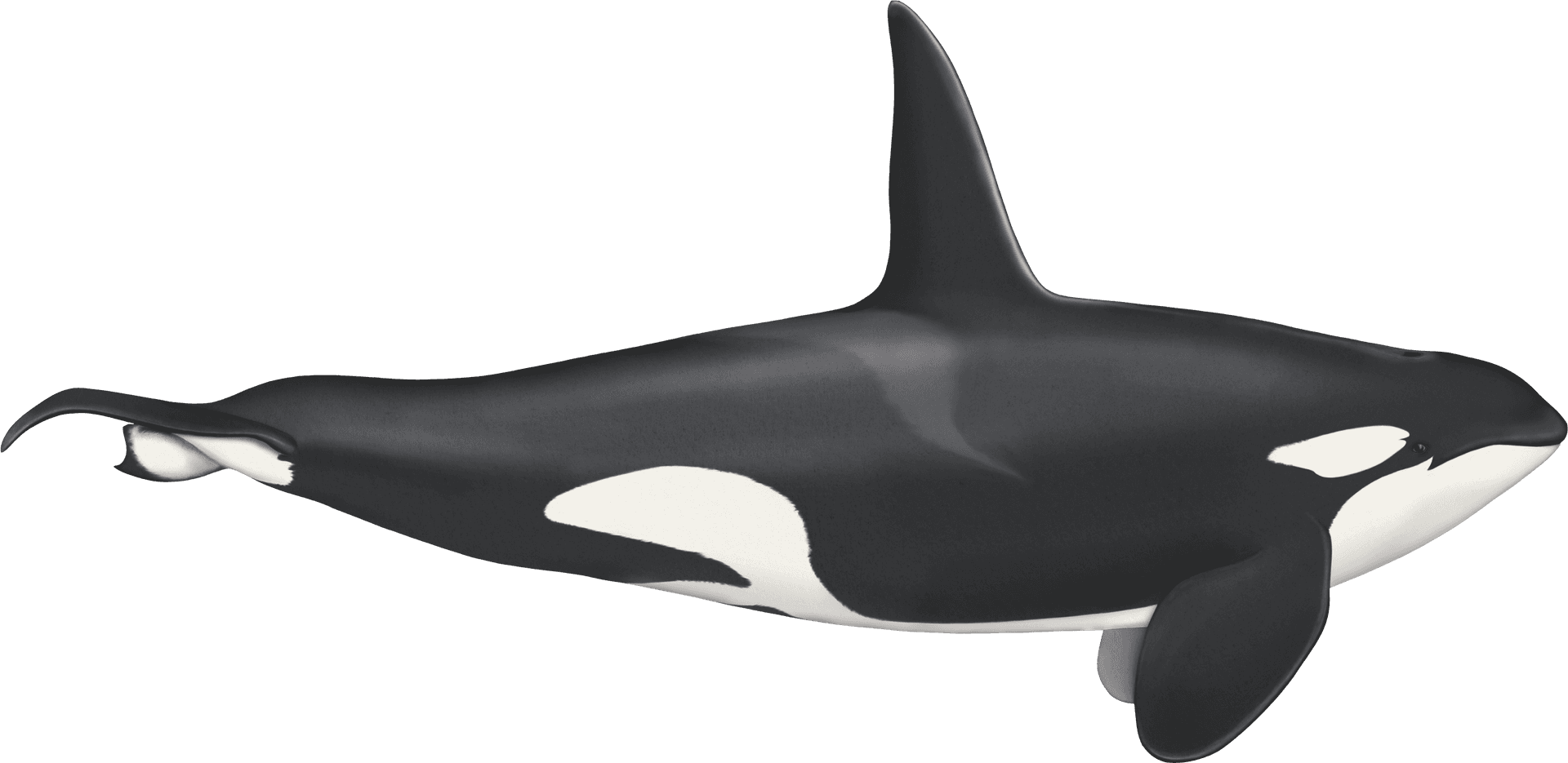 Orca Side View Illustration PNG Image