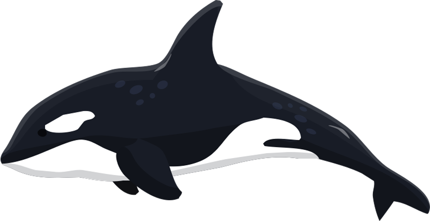 Orca_ Vector_ Illustration.png PNG Image