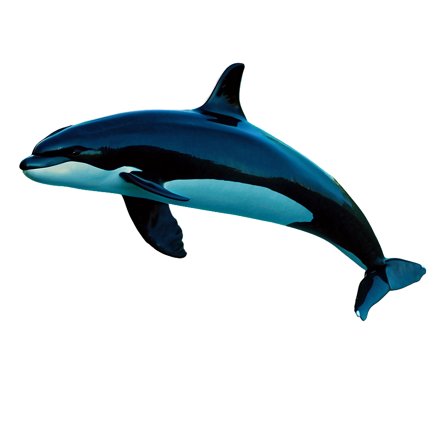 Orca Whale B PNG Image