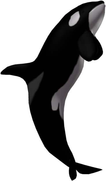 Orca Whale Clipart Illustration PNG Image