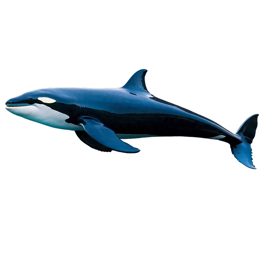 Orca Whale Encounter Experience Png 57 PNG Image