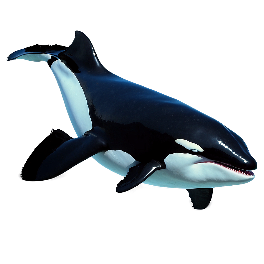 Orca Whale Png 05232024 PNG Image