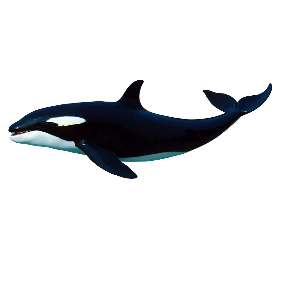 Orca Whale Silhouette At Dusk Png Ufs PNG Image