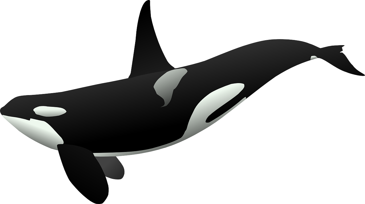 Orca Whale Vector Illustration PNG Image