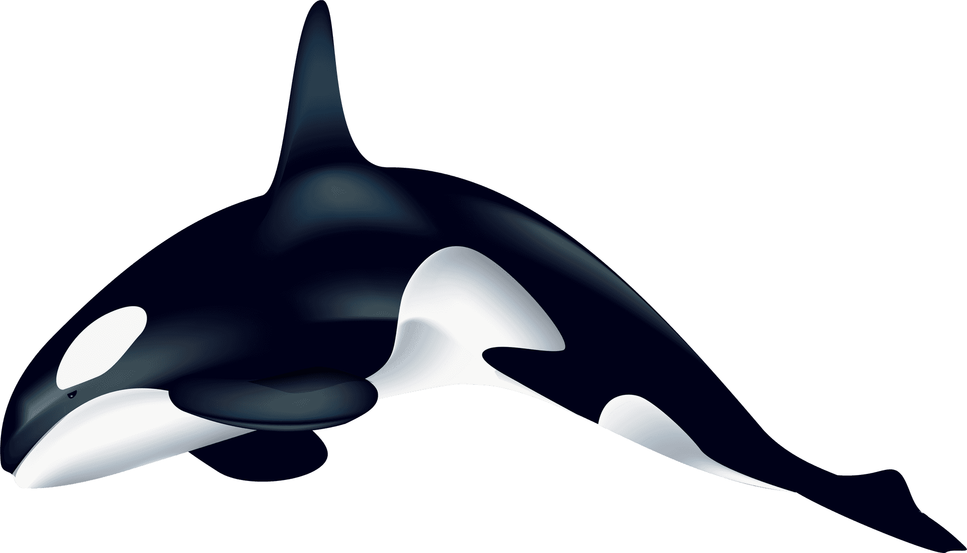 Orca Whale Vector Illustration PNG Image