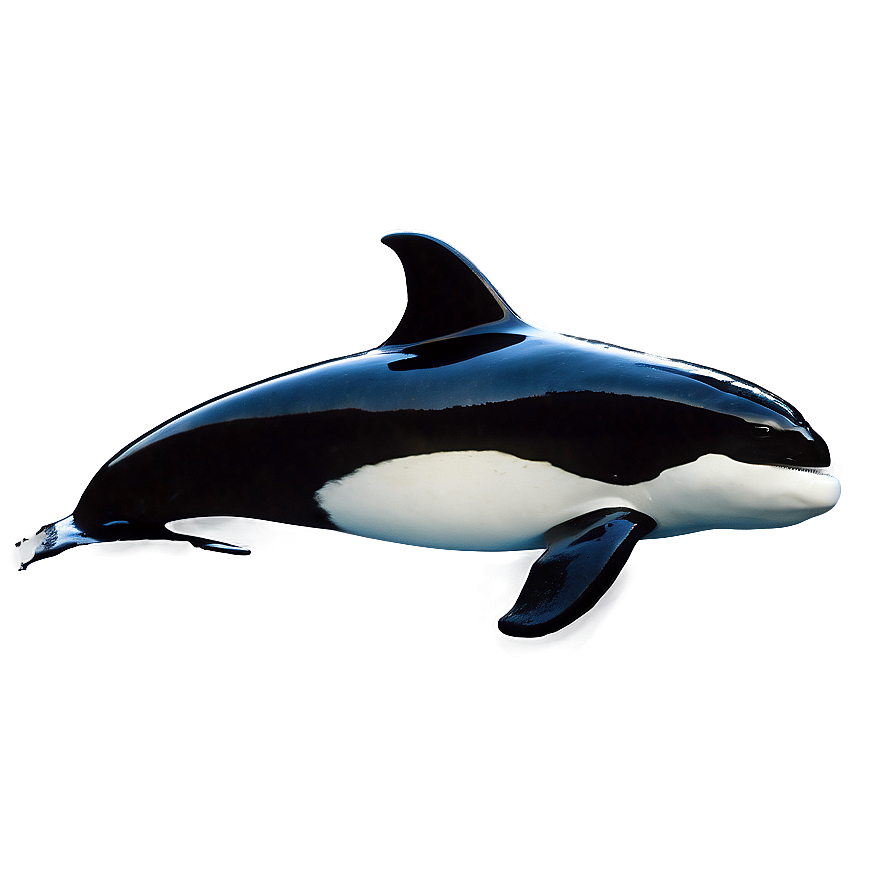 Orca With Dorsal Fin Png 05242024 PNG Image