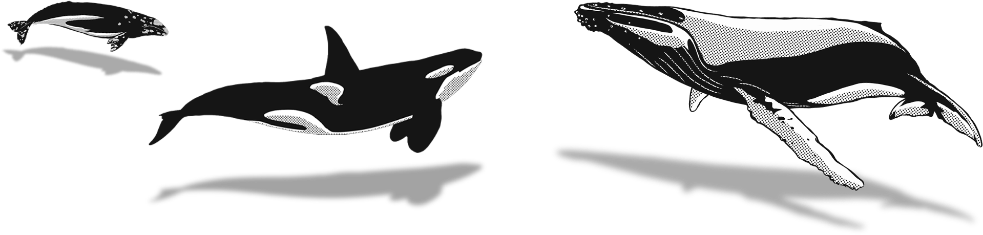 Orcaand Whales Illustration PNG Image