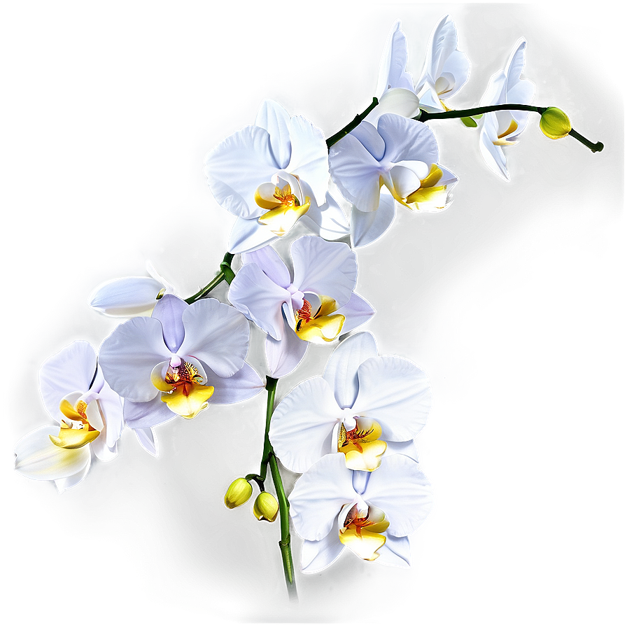 Orchid Branch Png Lyk89 PNG Image