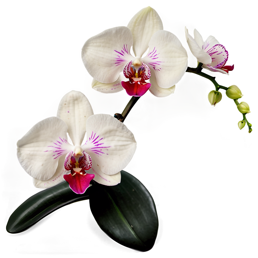 Orchid Elegance Png 04292024 PNG Image