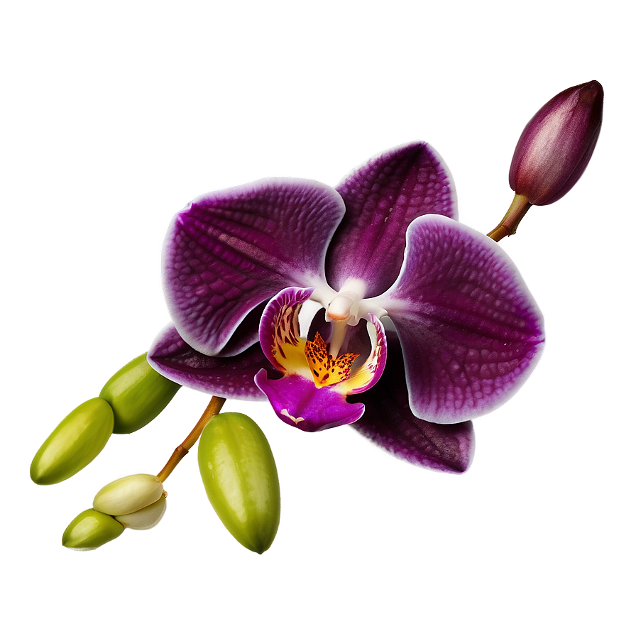 Orchid Elegance Png 97 PNG Image