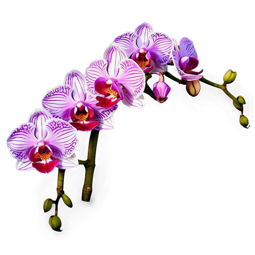 Orchid Flower Border Png 23 PNG Image