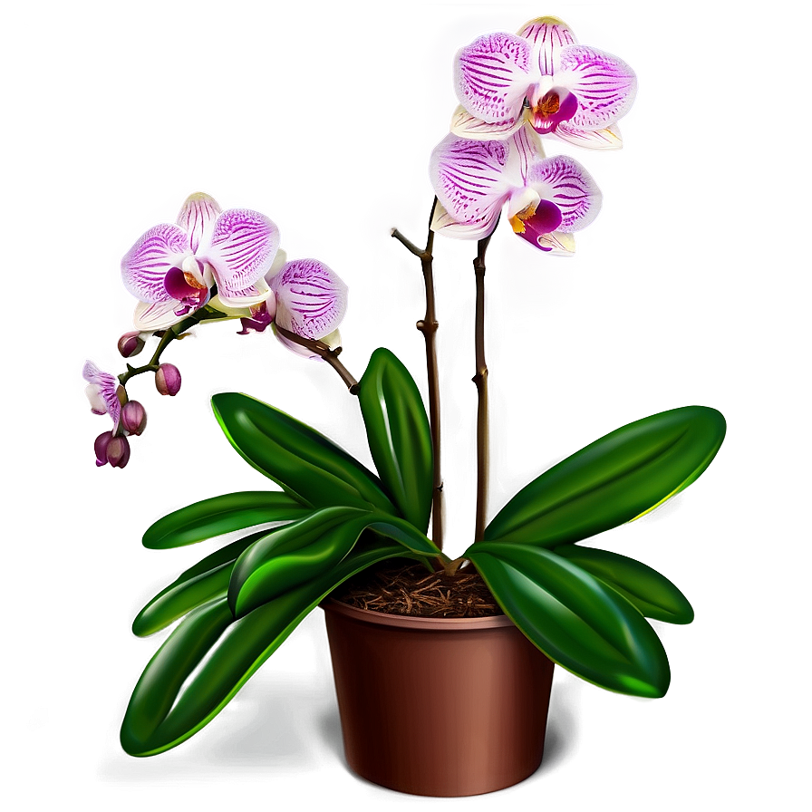 Orchid Flower Bush Png Tcv PNG Image