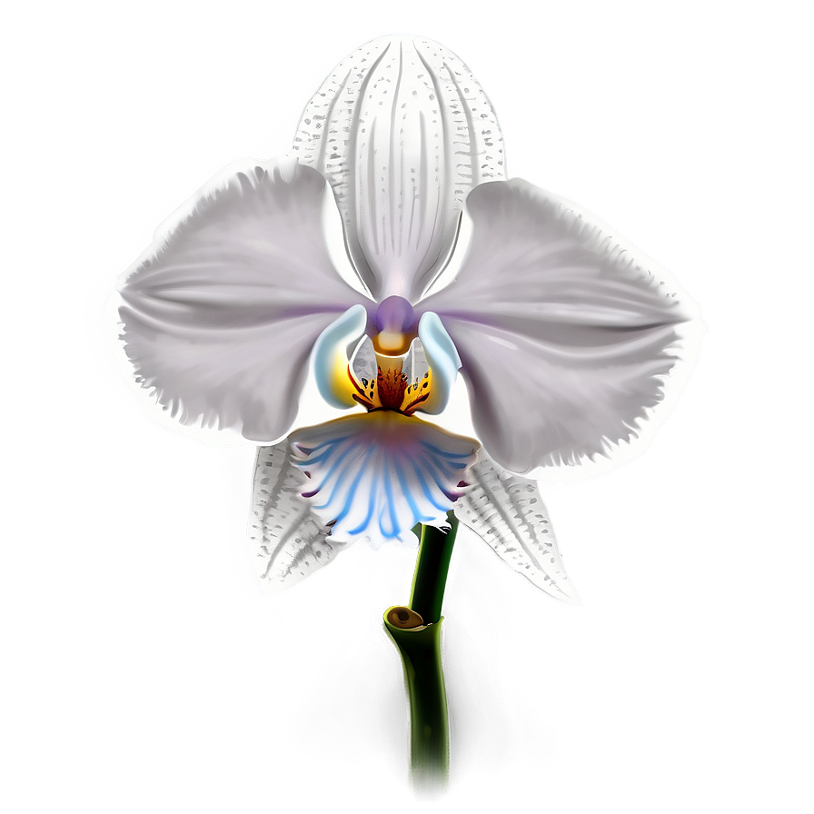 Orchid Flower Outline Png 57 PNG Image