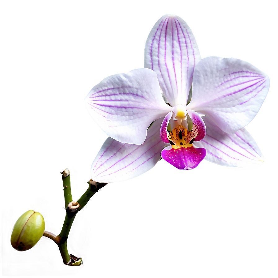 Orchid Flower Outline Png Kur PNG Image