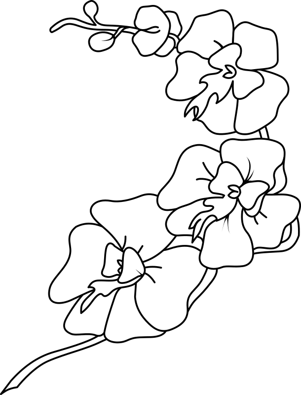 Orchid_ Line_ Art_ Illustration PNG Image