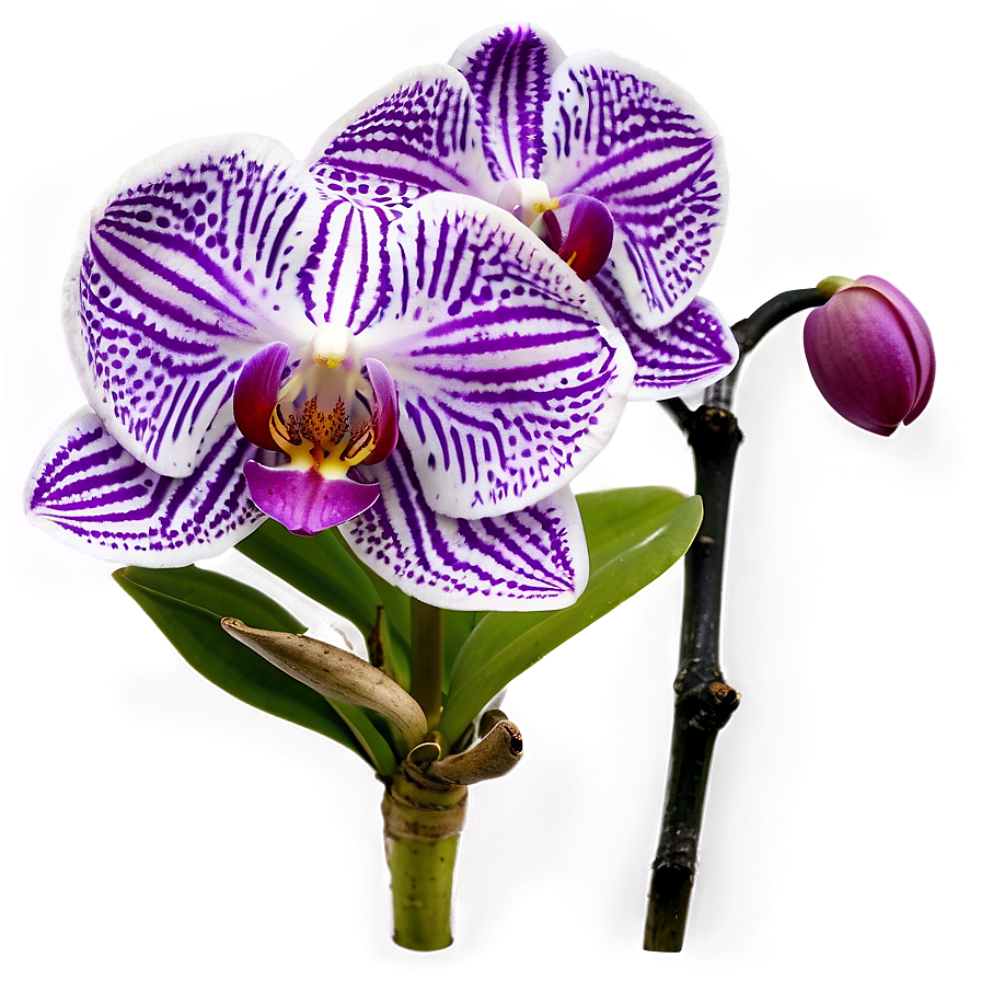 Orchid Purple Png Ijw75 PNG Image