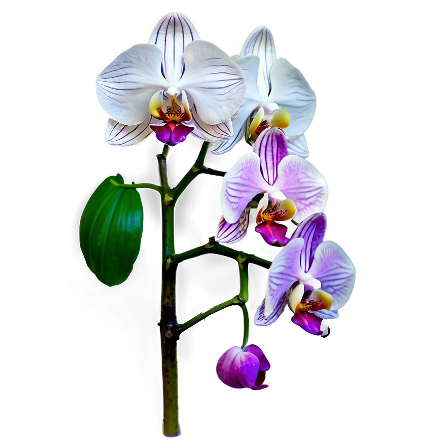 Orchid Stem Png 05242024 PNG Image