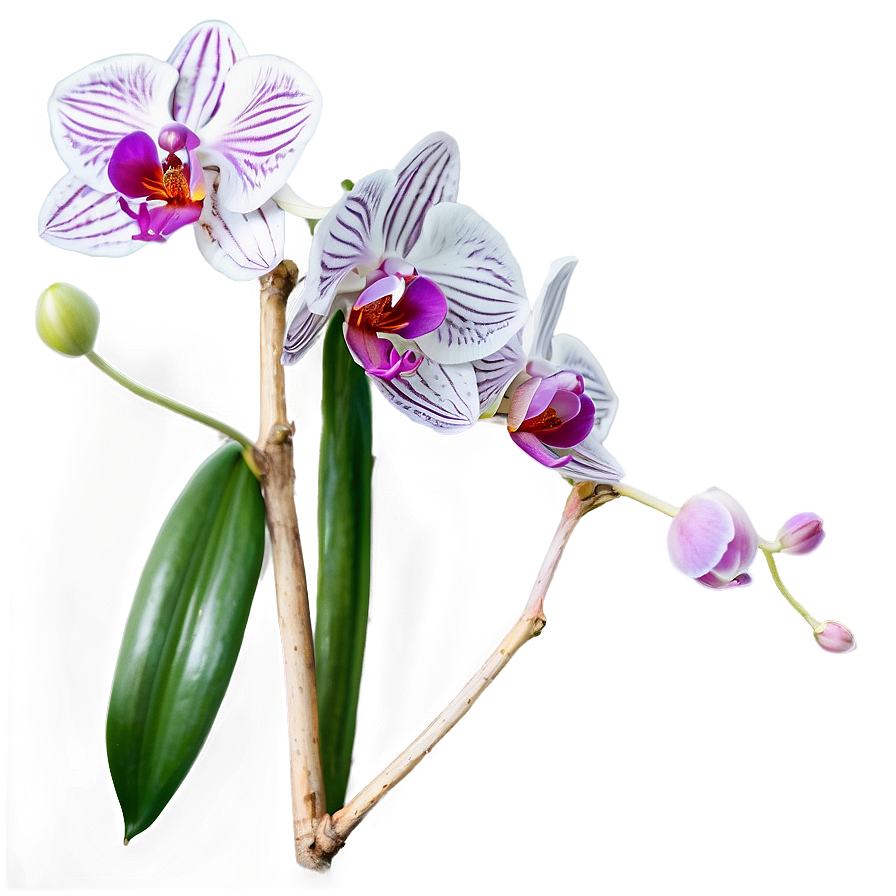 Orchid Stem Png 05242024 PNG Image