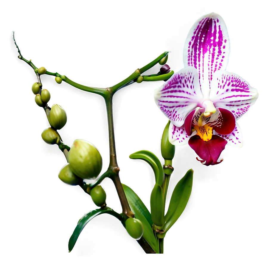 Orchid Stem Png Xmi82 PNG Image