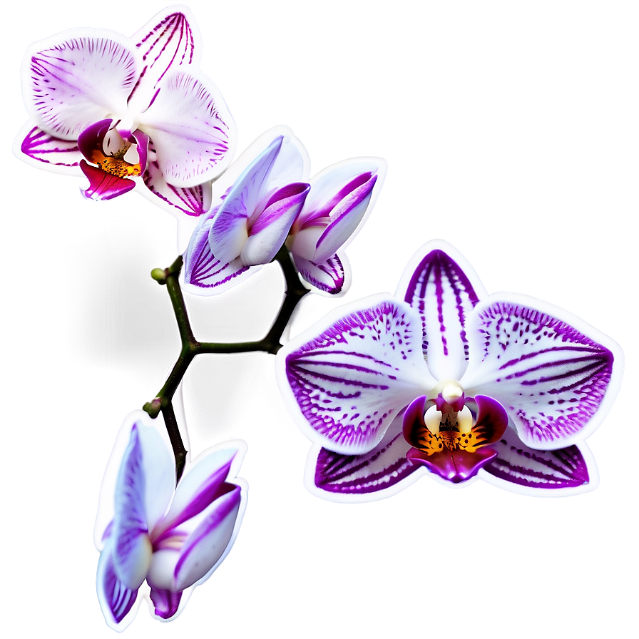 Orchid Sticker Image Png 06272024 PNG Image