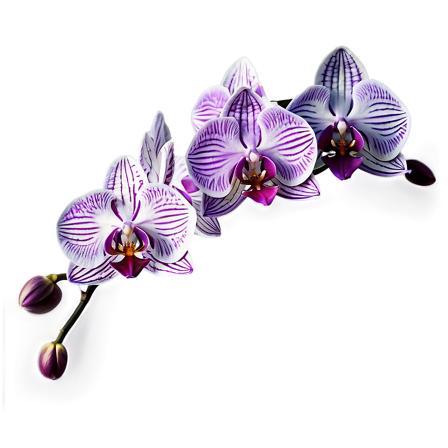 Orchid Watercolor Png 05242024 PNG Image