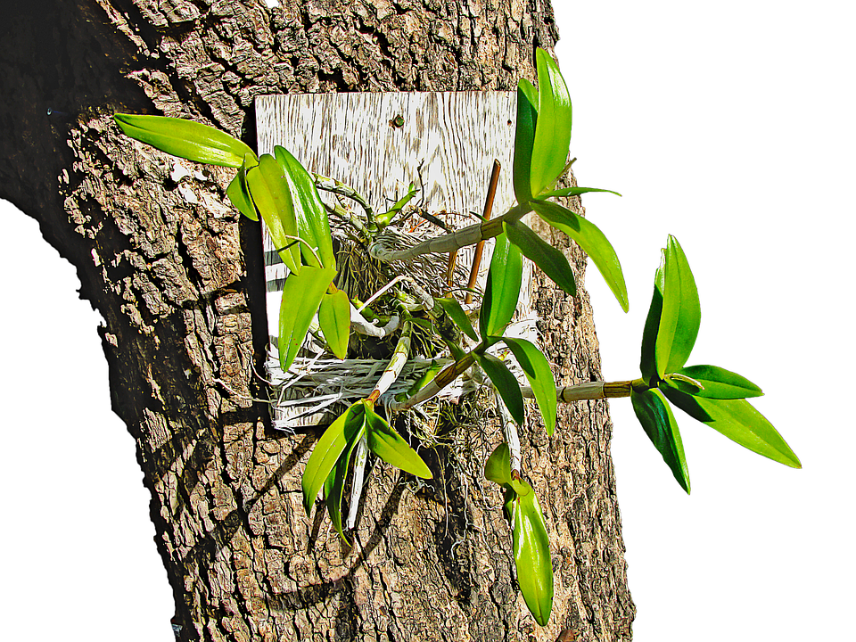 Orchidon Tree Bark PNG Image