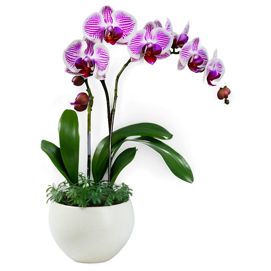 Orchids In Vase Png Cxi84 PNG Image