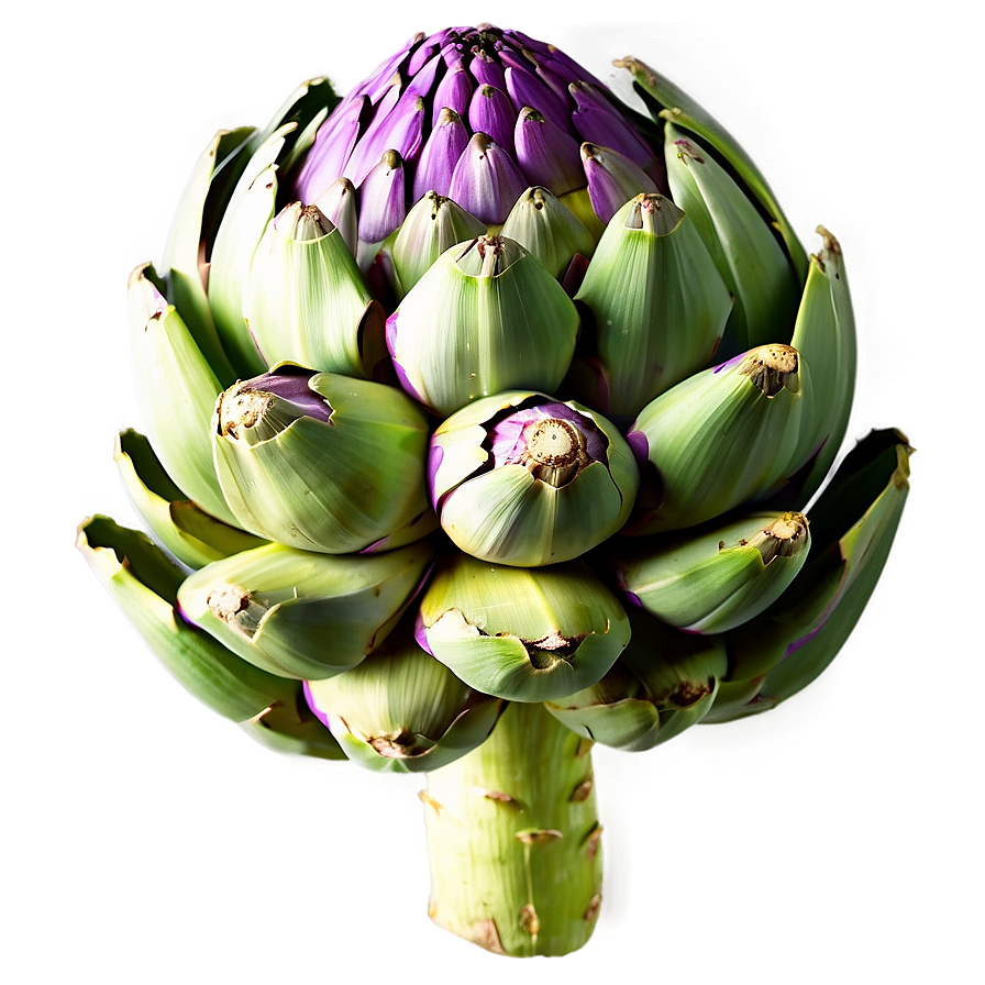 Organic Artichoke Png 06252024 PNG Image