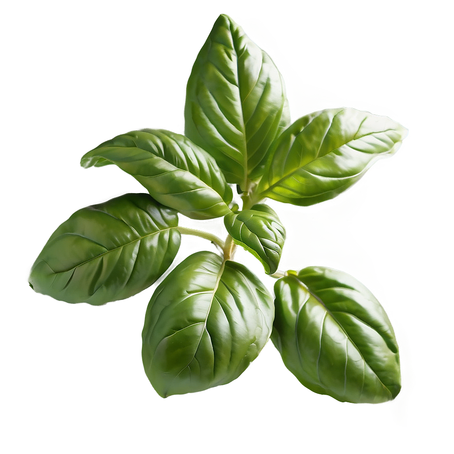 Organic Basil Herb Png Fkh PNG Image