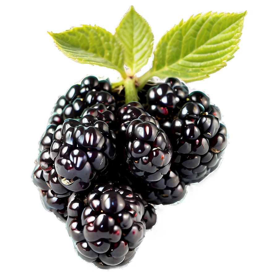 Organic Blackberry Png 41 PNG Image