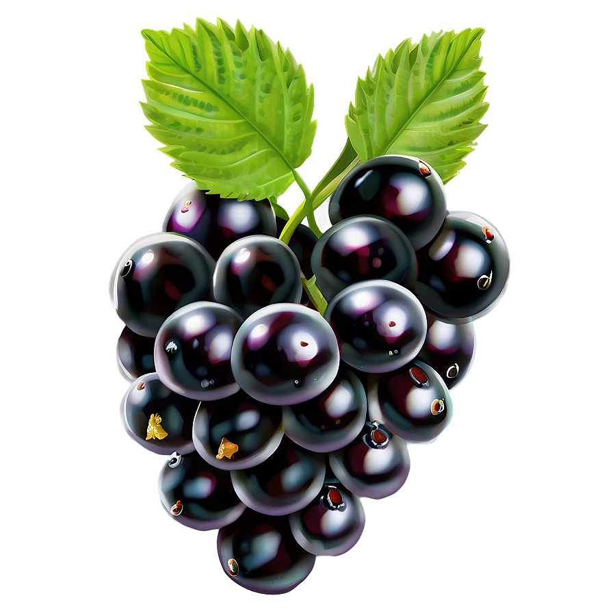 Organic Blackberry Png Sqx PNG Image