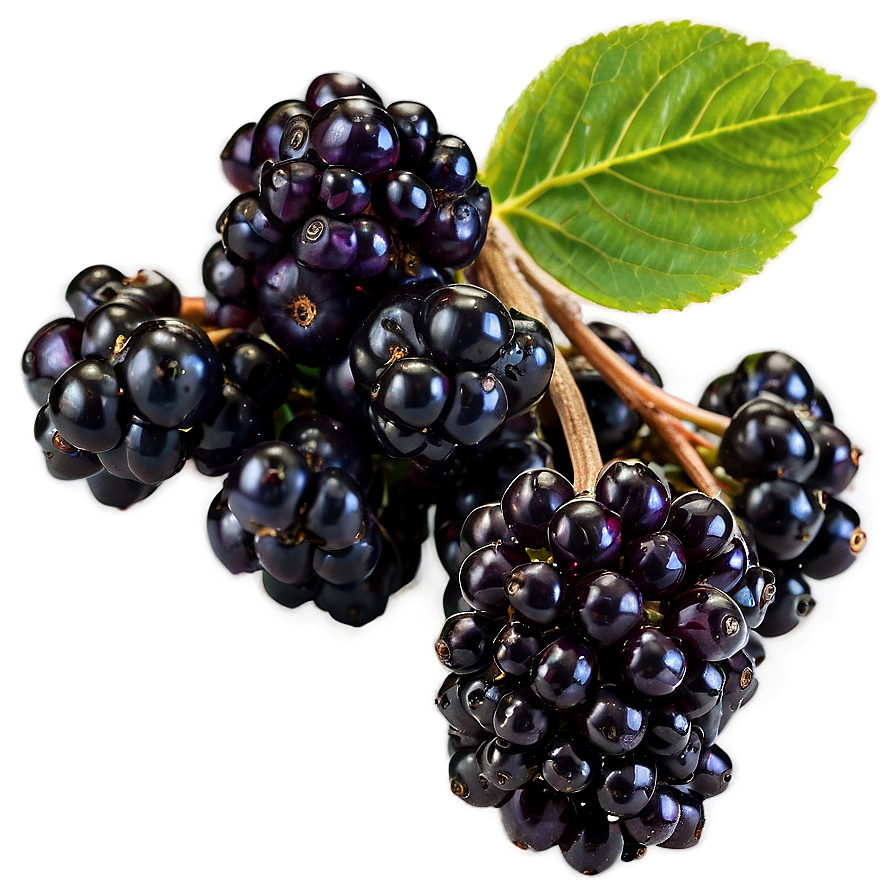 Organic Elderberry Png 87 PNG Image