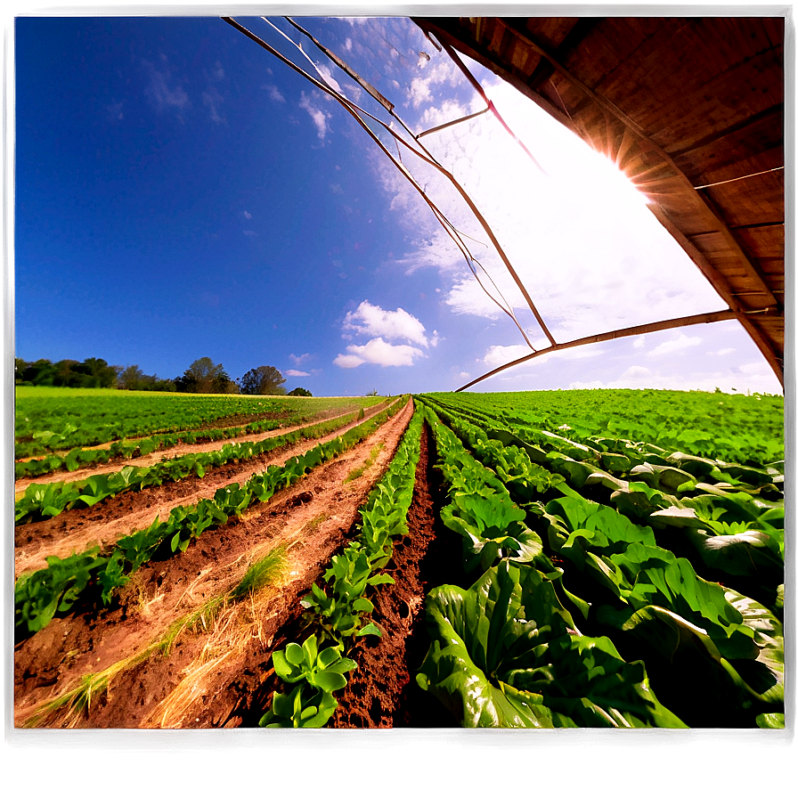 Organic Farm Field Png Odi PNG Image